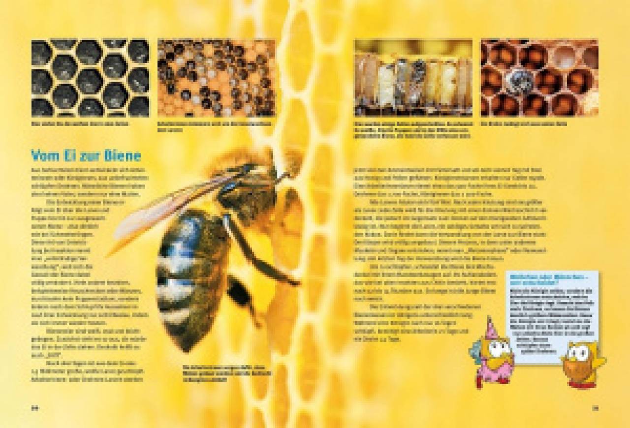 Entdecke die Bienen